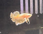 Betta Dumbo Male - Assorted