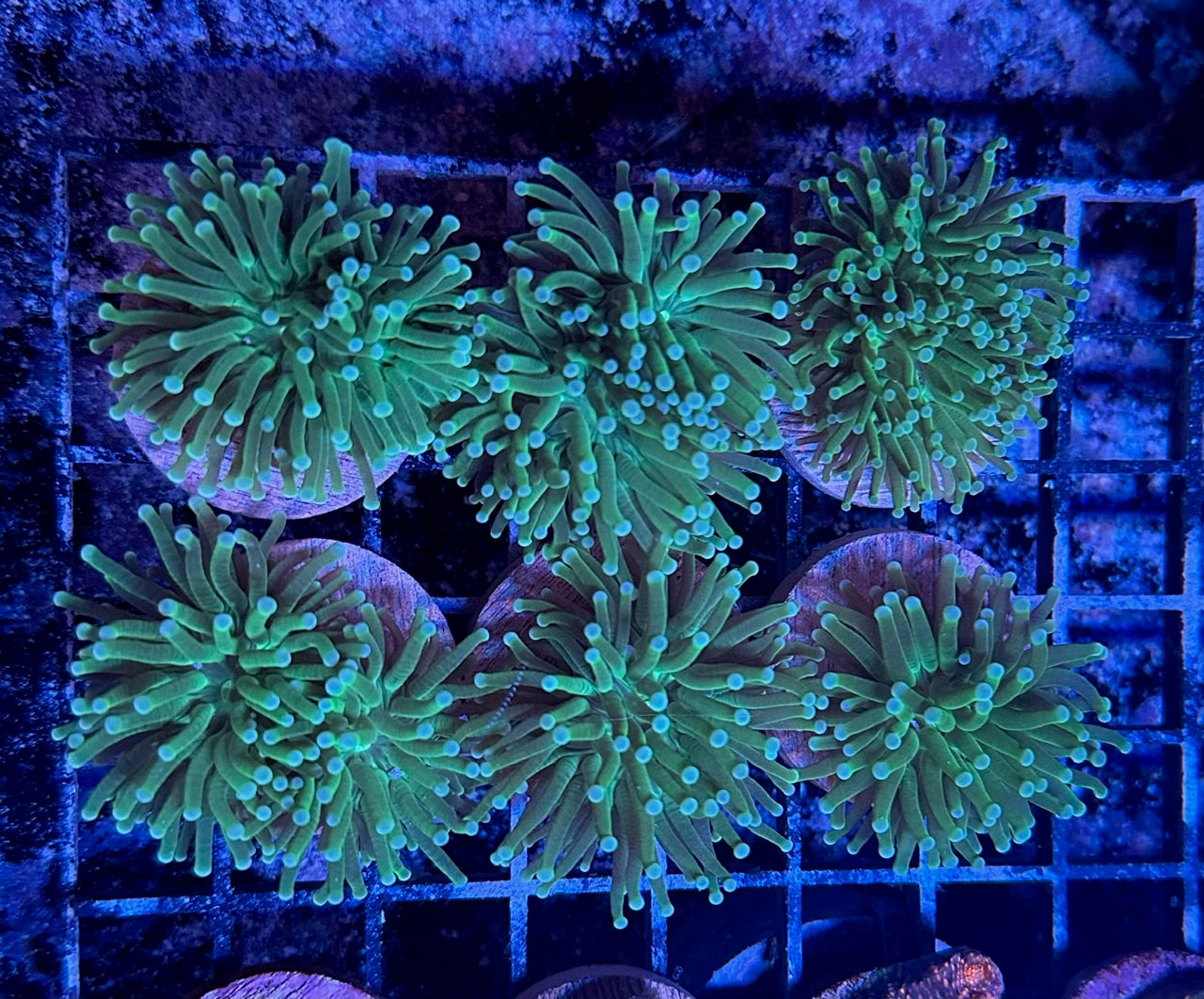 Torch Corals (Euphyllia glabrescens.)