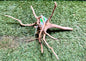 Wood Gold Forest XS
