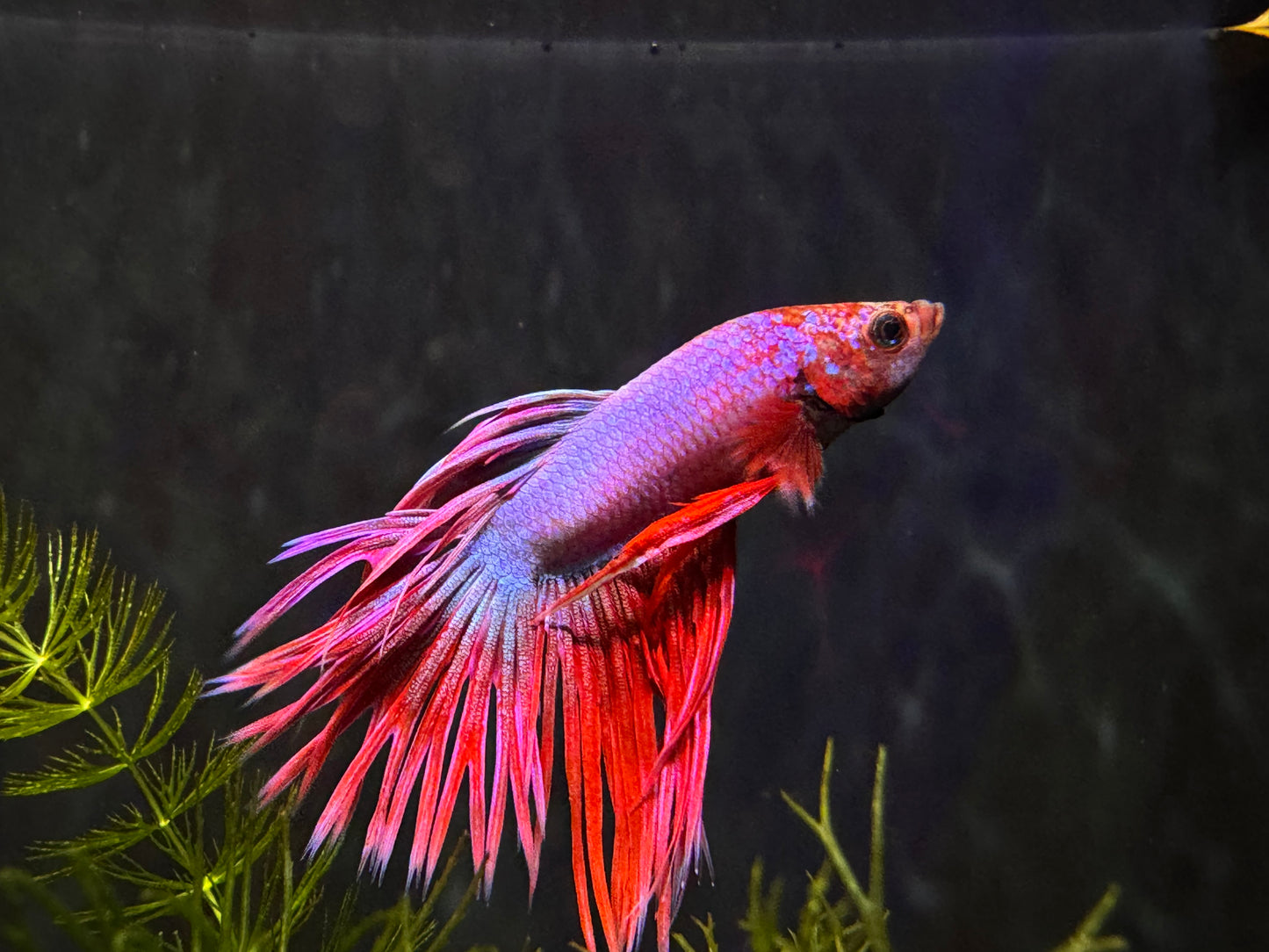 Betta Crowntail Male - Assorted