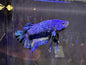 Betta PKHM Blue Marble Male