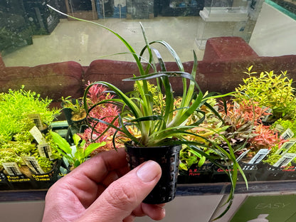 Eriocaulon sp. Vietnam