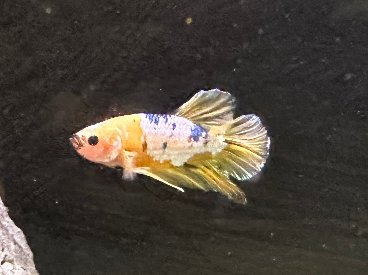 Betta PKHM Koi Male - Assorted