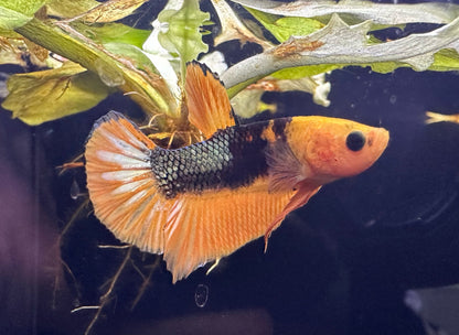 Betta PKHM Hellboy Male