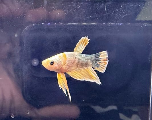 Betta PKHM Yellow Fancy Copper Male