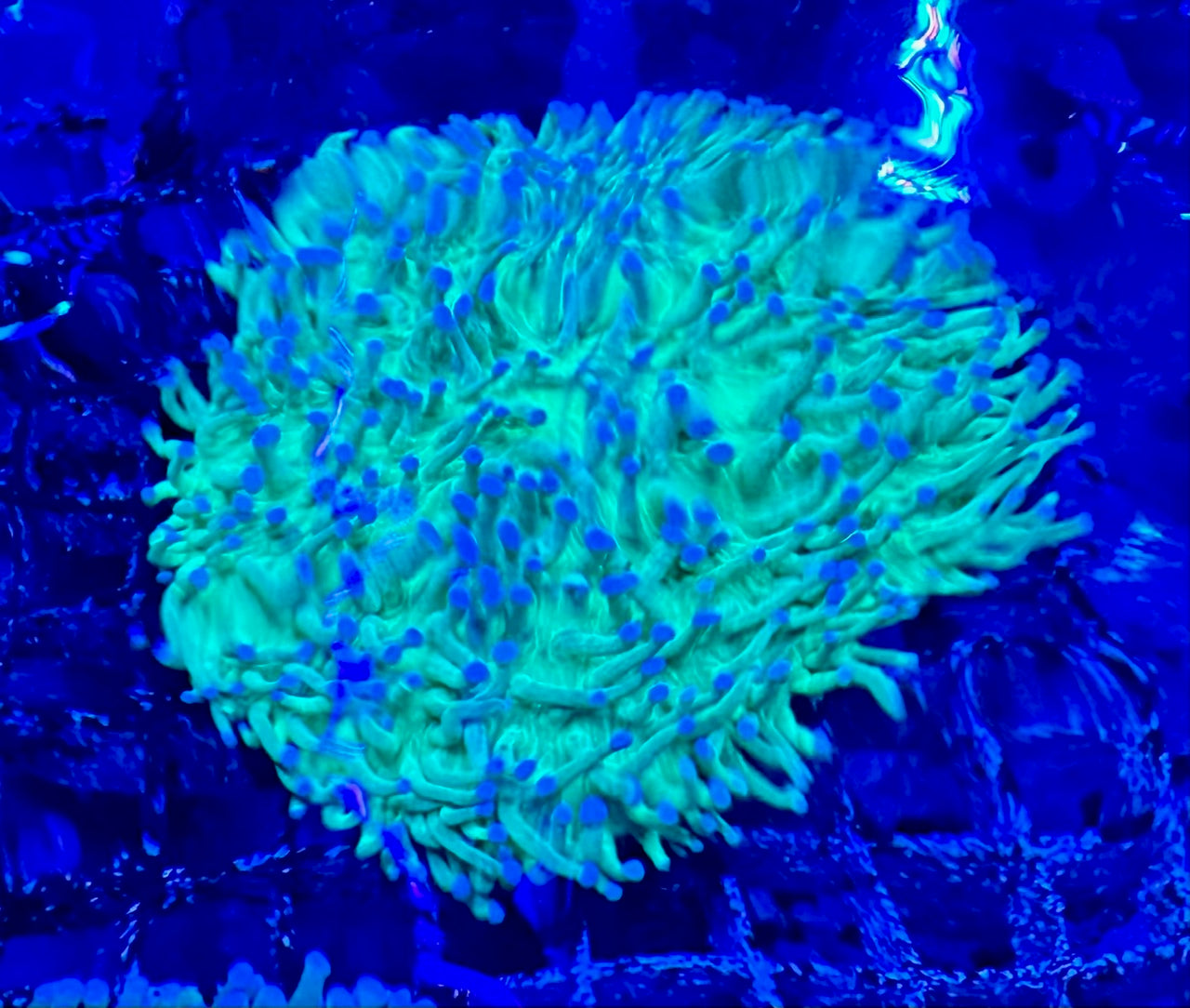 Disk Corals (Fungia/Heliofungia/Herpolitha sp.)