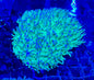 Disk Corals (Fungia/Heliofungia/Herpolitha sp.)