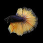 Betta Halfmoon Male - Assorted