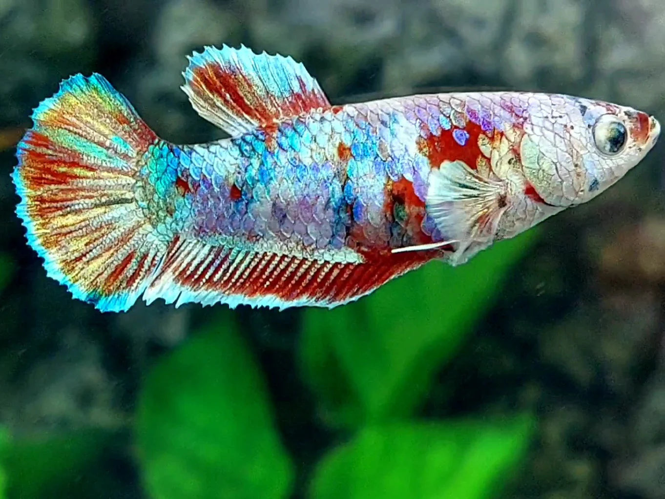 Betta Female Assorted