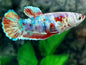 Betta Female Assorted