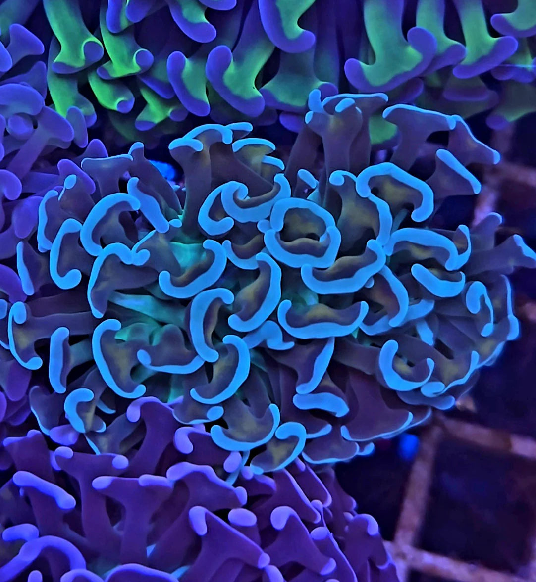 Walling Hammer Coral (Euphyllia ancora)