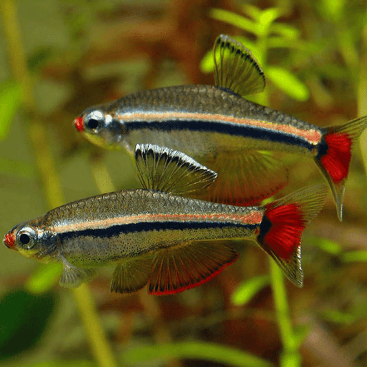 Vietnamese White Cloud Minnow (Tanichthys micagemmae)