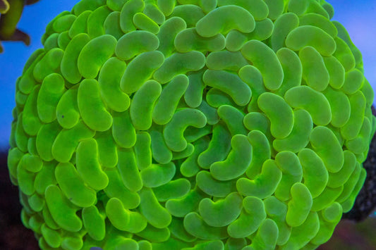 Hammer Coral Wall(Euphyllia ancora)