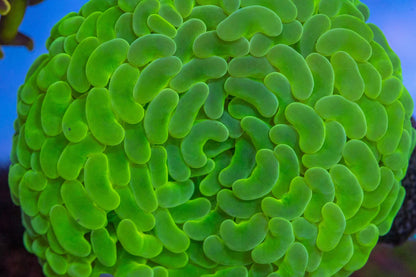 Walling Hammer Coral (Euphyllia ancora)