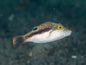 Puffer Fish - Bennets (Canthigaster bennetti)