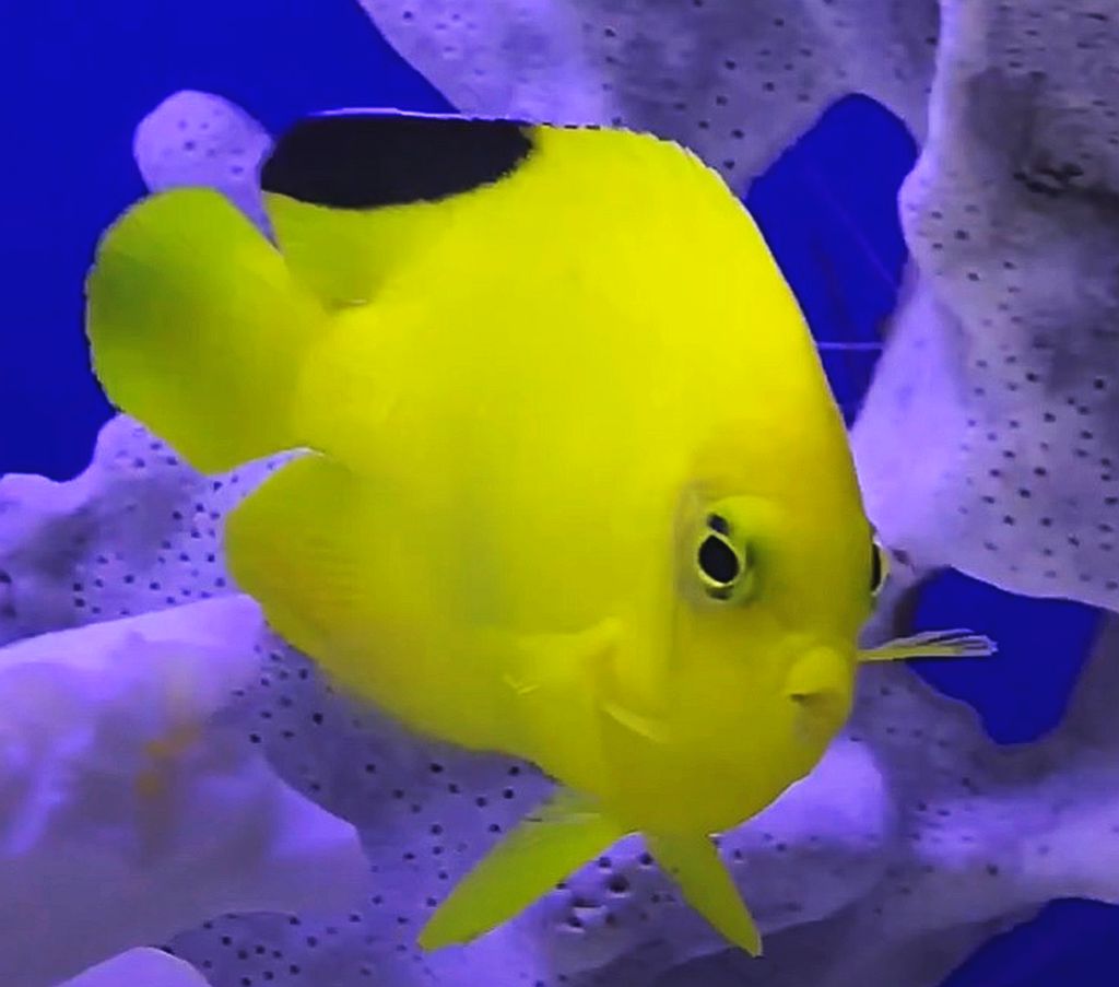 Angelfish Woodheads/Black Fin Heralds (Centropyge woodheadi)