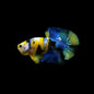 Betta PKHM Yellow Blue Koi Male