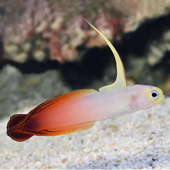 Goby Fire Tail/Dartfish (Nemateleotris magnifica)