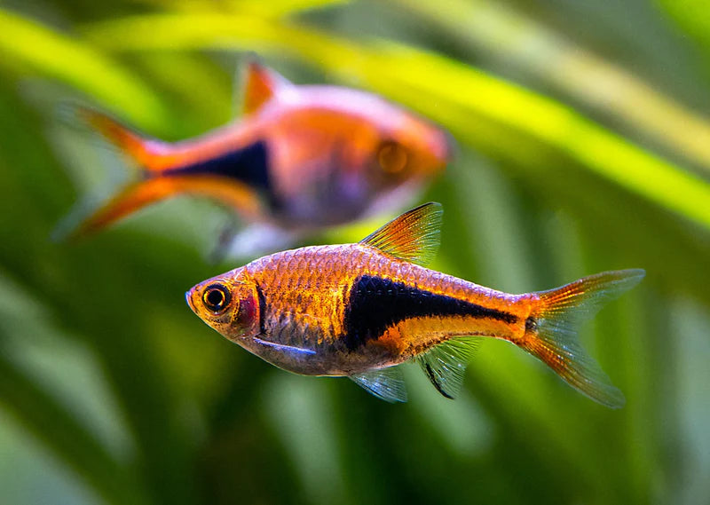 Rasbora - Harlequin (Trigonostigma heteromorpha)