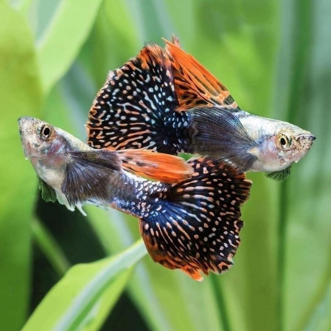 Dumbo Fin Guppy Dumbo Male - Various – Aquarium Gallery