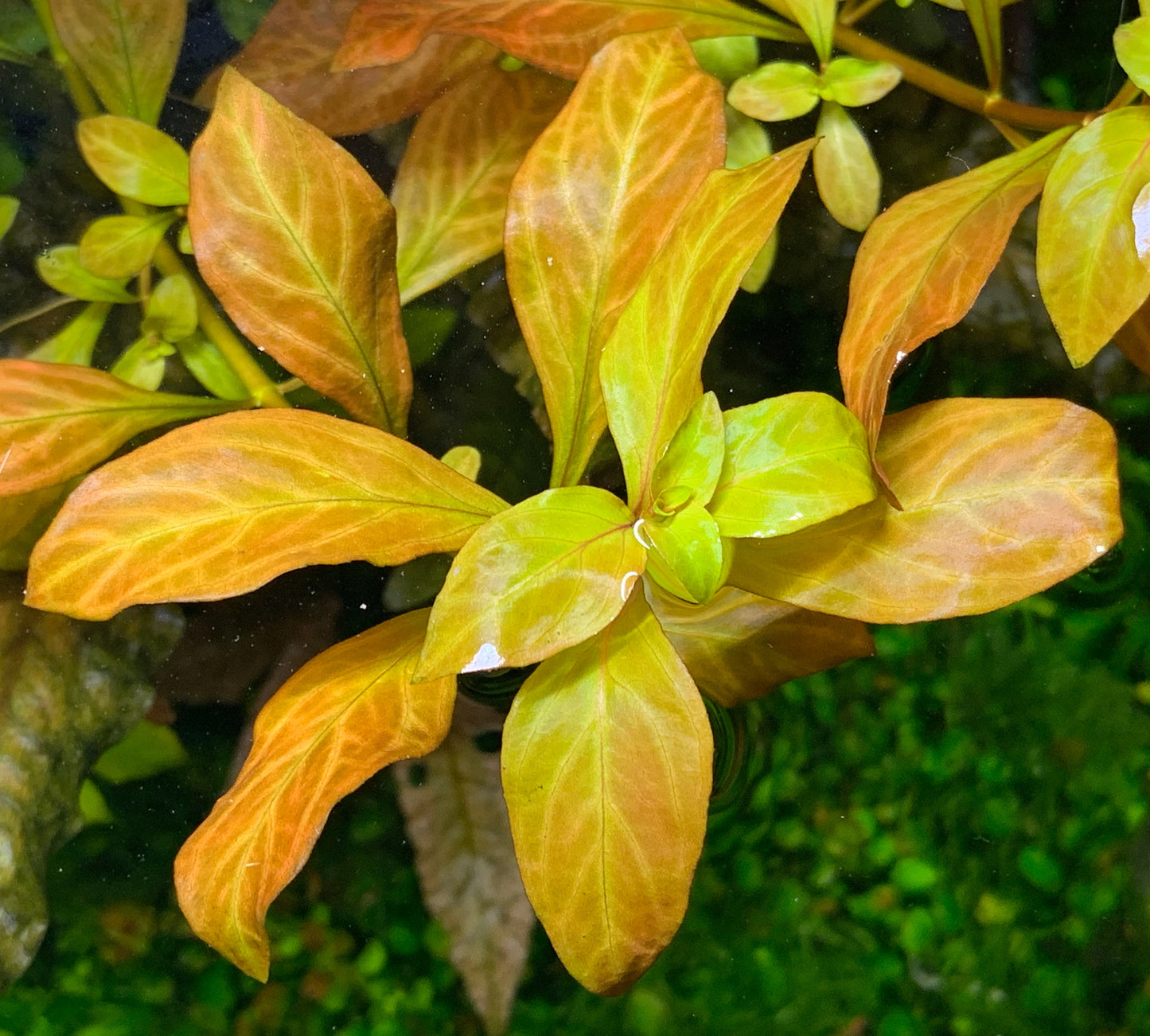 Ludwigia ovalis "Pink"