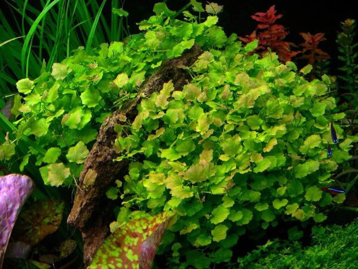 Cardamine Lyrata Japanese Pennywort Aquarium Gallery cardamine-lyrata-japanese-pennywort-aquarium-gallery