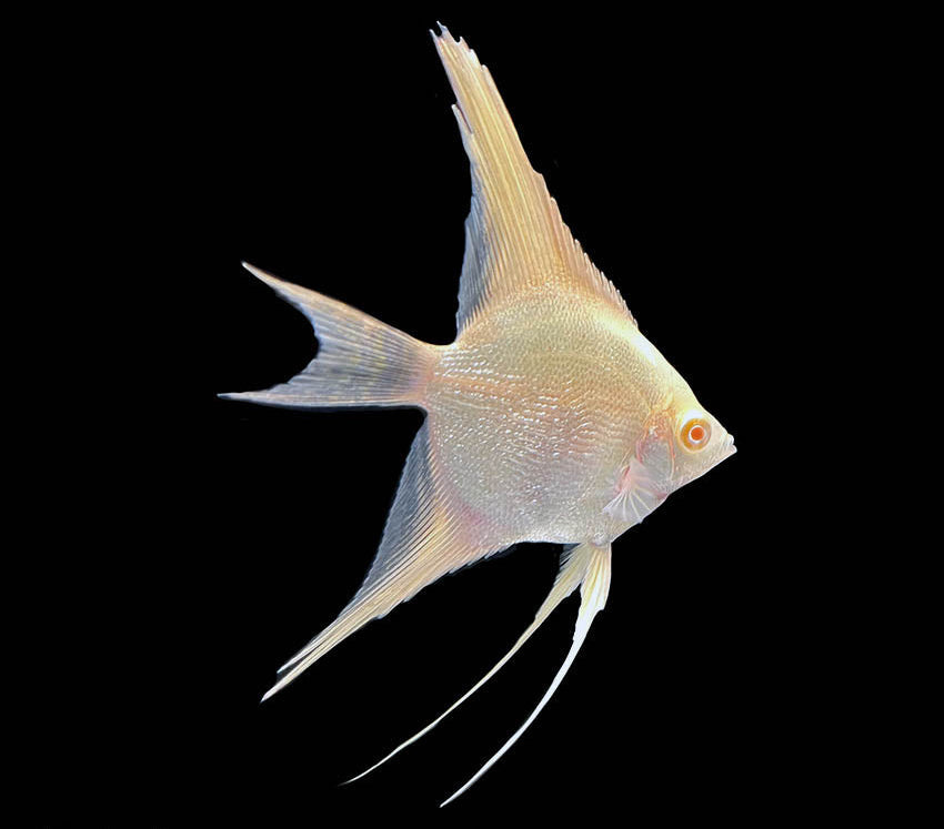 Angelfish Albino Diamond