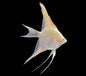 Angelfish Albino Diamond