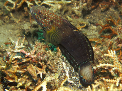Goby Chocolate Sandsifter (Amblygobius phalaena)