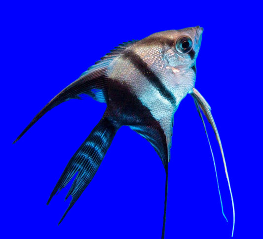 Angelfish Half Black