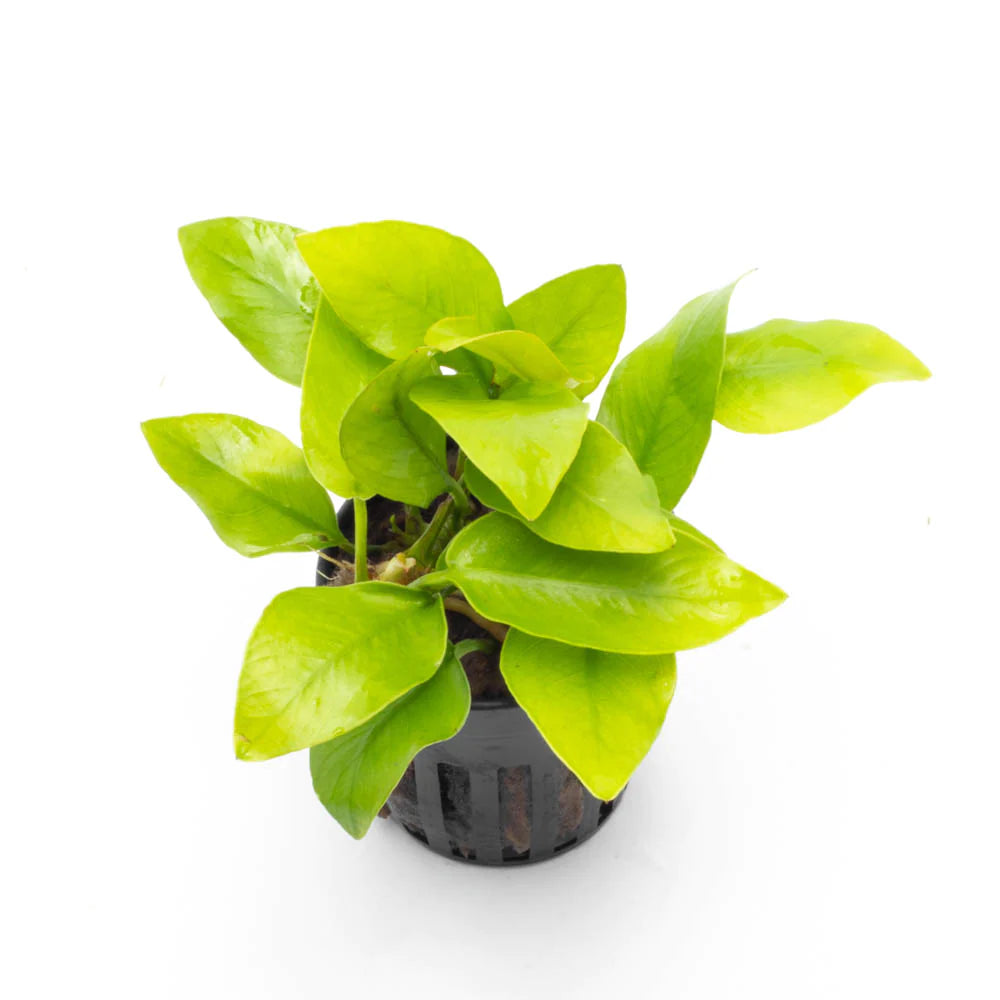 Anubias nana 'Gold'