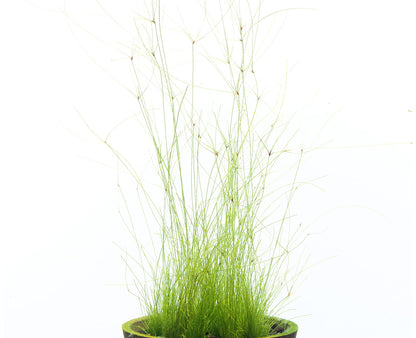 Eleocharis vivipara (Umbrella Hair Grass)