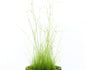 Eleocharis vivipara (Umbrella Hair Grass)
