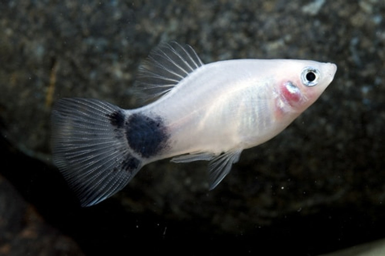 Platy Mickey Mouse -  various