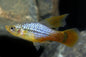 Platy Hi-Fin - various