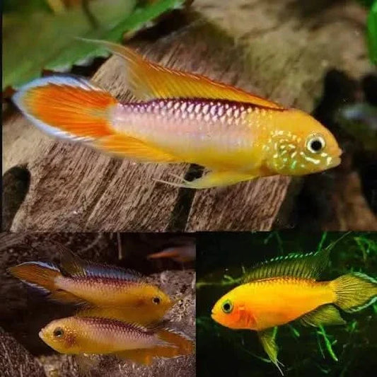 Apistogramma - Agassizii Fire Gold PAIR