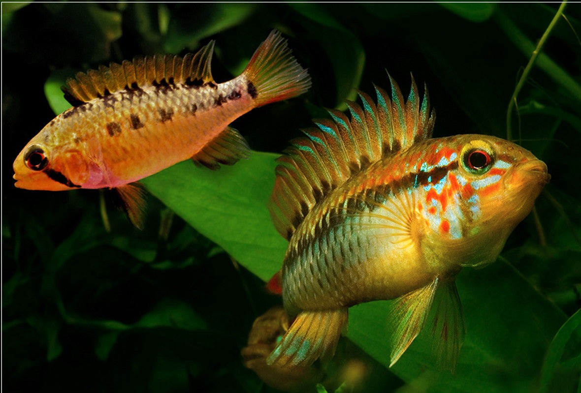 Apistogramma - MacMasteri PAIR