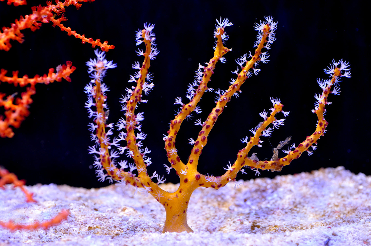 Whip & Fan Corals (Gorgonian sp.)