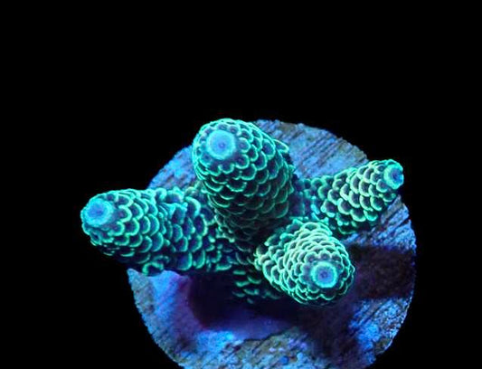 WYSIWYG Acropora Millie 4 (SPS)