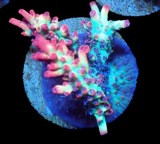 WYSIWYG Acropora Frag Microcladus 2 (SPS)