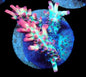 WYSIWYG Acropora Frag Microcladus 2 (SPS)