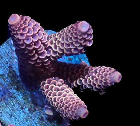 WYSIWYG Acropora Millie 2 (SPS)
