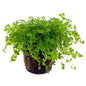 Hemianthus micranthemoides (Pearl Weed/Narrow Leaf Baby Tears/HM)