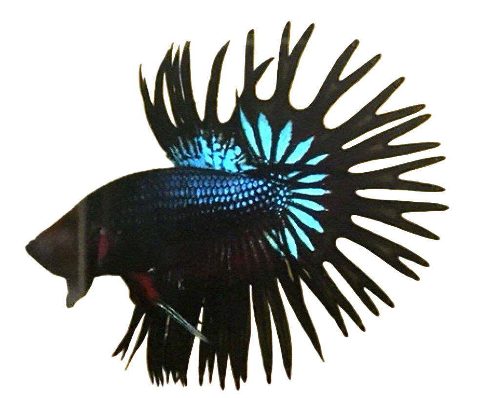 Betta Crowntail Male - Assorted