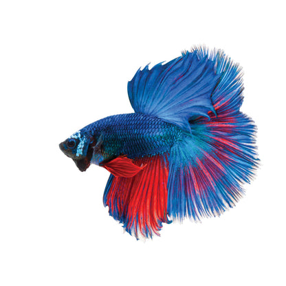 Betta Dumbo Male - Assorted