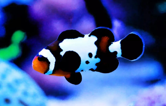 Clownfish - Black Snowflake (Amphiprion ocellaris) PAIR *Captive Bred*