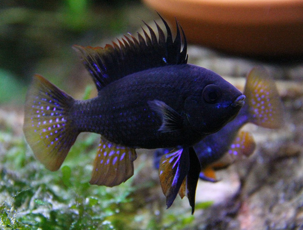 Ram - Black (Mikrogeophagus ramirezi) – Aquarium Gallery