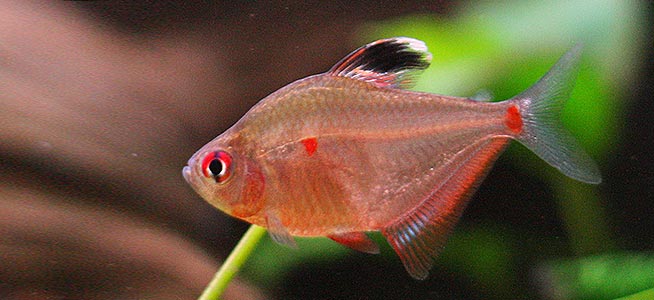 Tetra Bleeding Heart