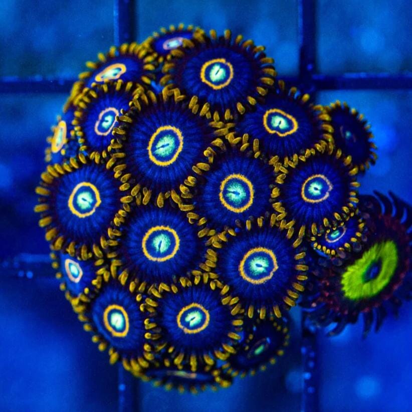 Zoanthid [Aquacultured]