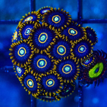 Zoanthid [Aquacultured]